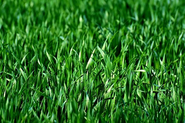 Eco-Friendly Lawn Care